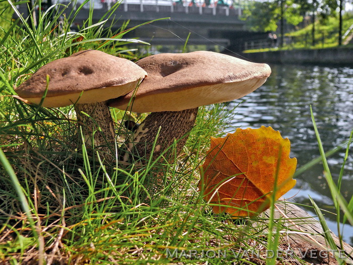 Harde populierboleet - Leccinum duriusculum